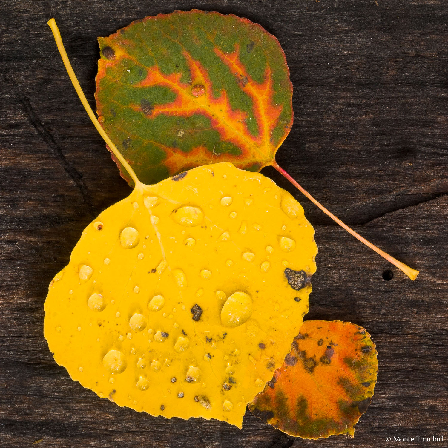 MT-20050929-091700-0012-Colorado-golden-aspen-leaves-bark-water-drops.jpg