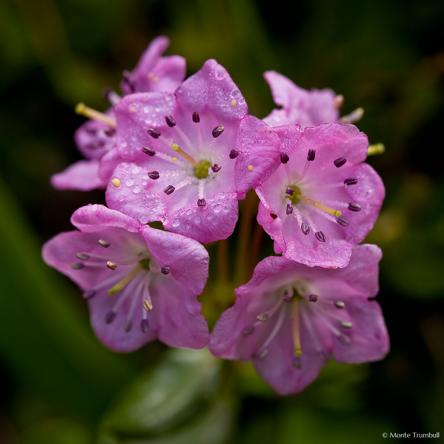 MT-20070627-091059-0080-Edit-Colorado-pink-alpine-wildflowers.jpg