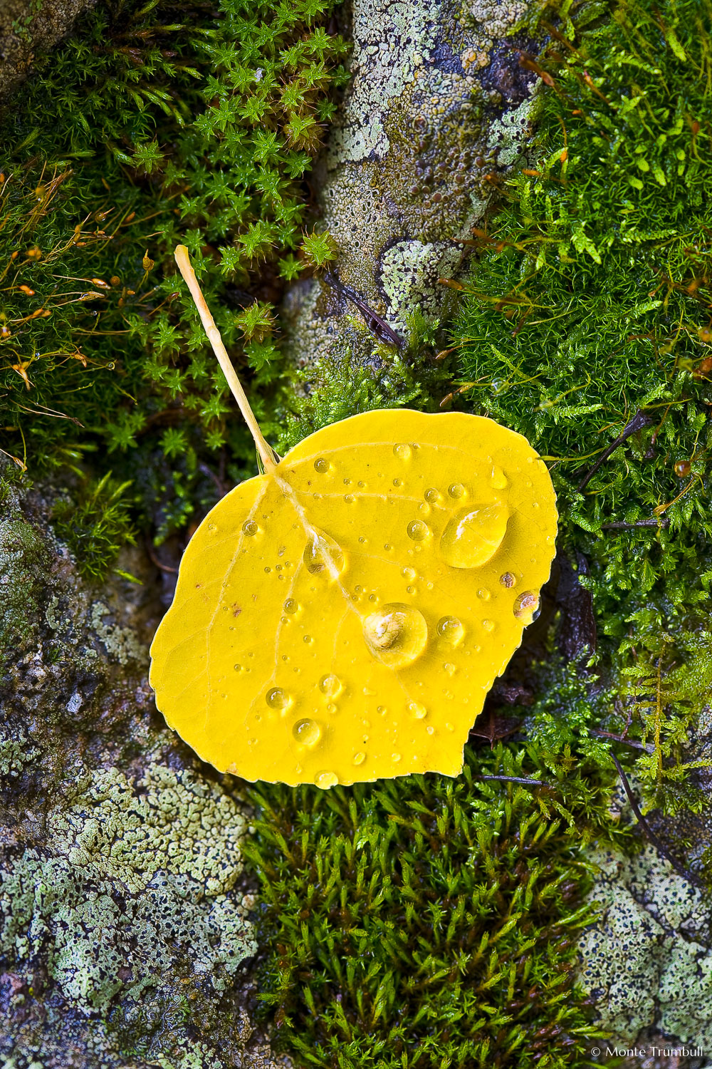 MT-20070923-115705-0029-Edit-Colorado-golden-aspen-leaf-moss-rock-water-drops.jpg