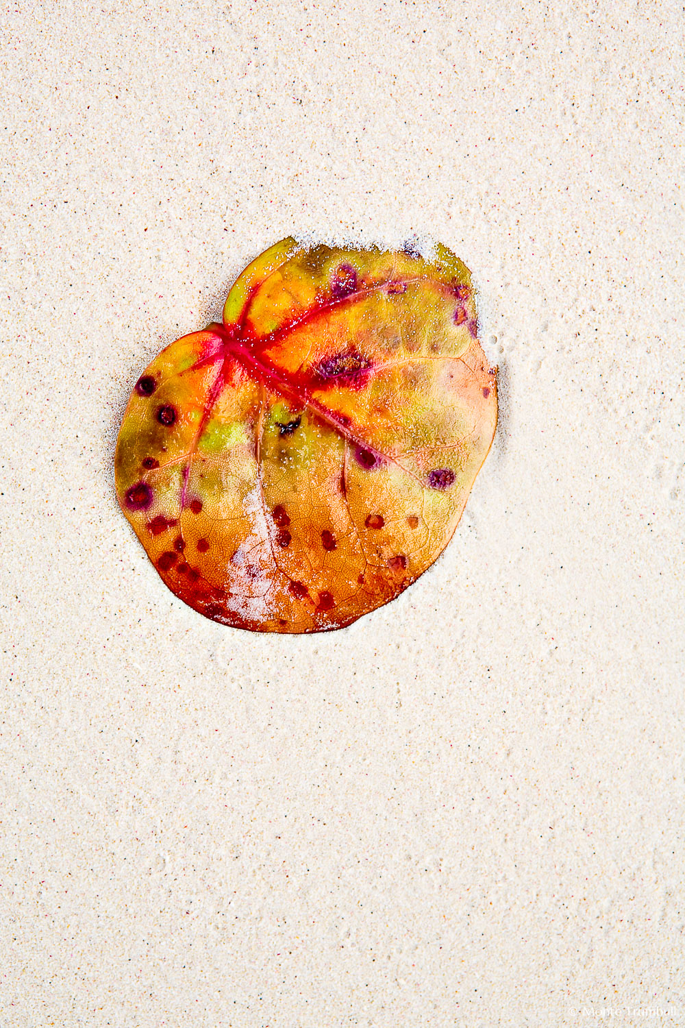 MT-20080217-105745-0003-Edit-Anguilla-sea-grape-leaf-on-white-sand.jpg