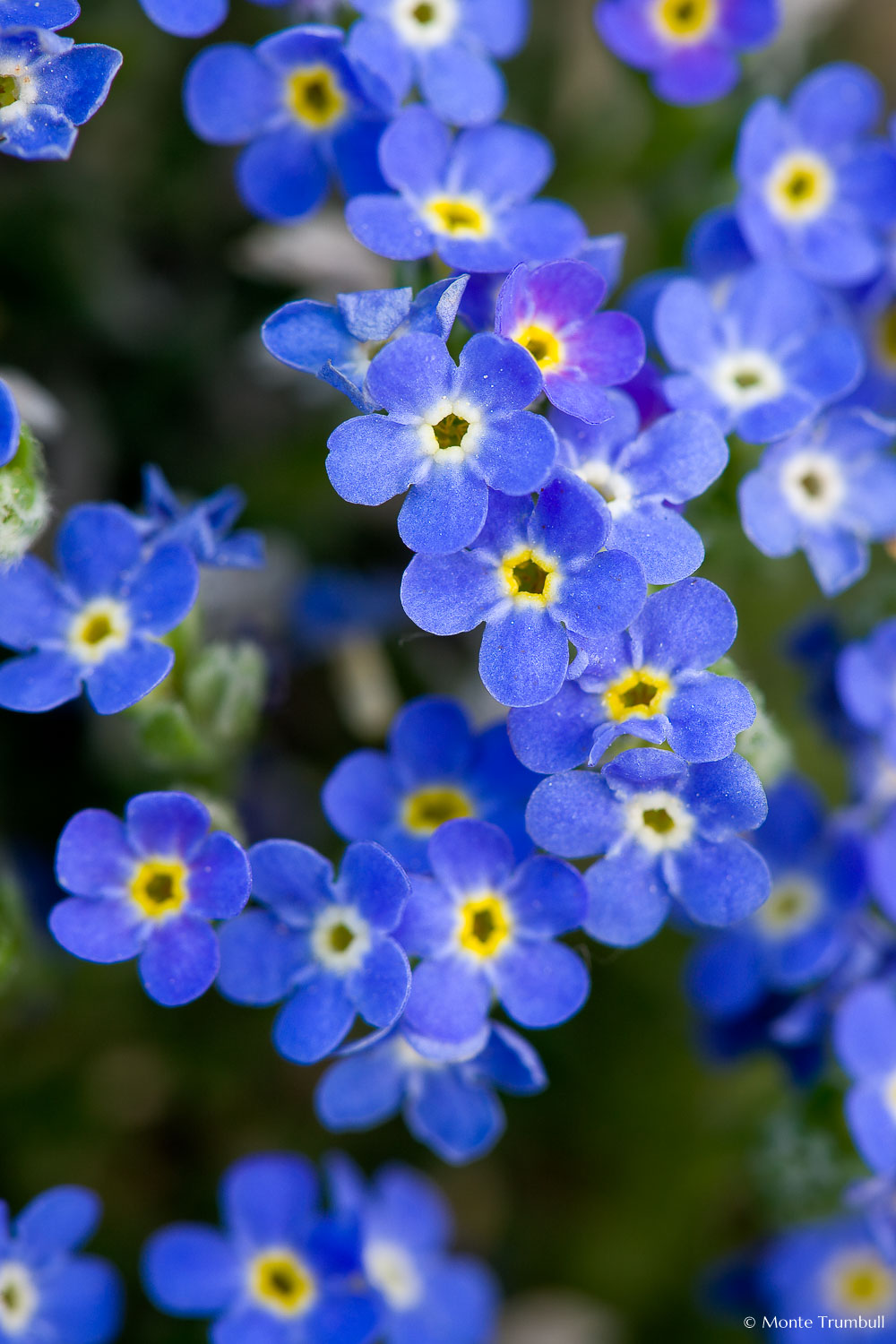 MT-20080714-072243-0078-Edit-Colorado-alpine-forget-me-nots.jpg