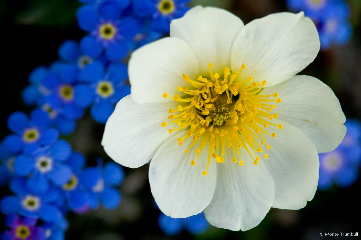 MT-20080714-075933-0083-Edit-Colorado-mountain-dryad-alpine-forget-me-nots.jpg