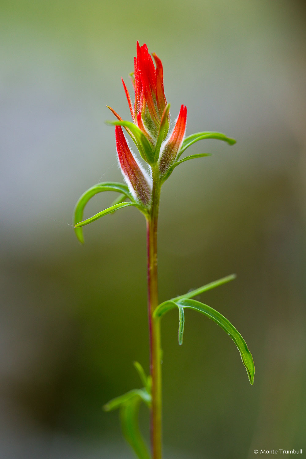 MT-20080716-090607-0029-Edit-Colorado-red-paintbrush.jpg