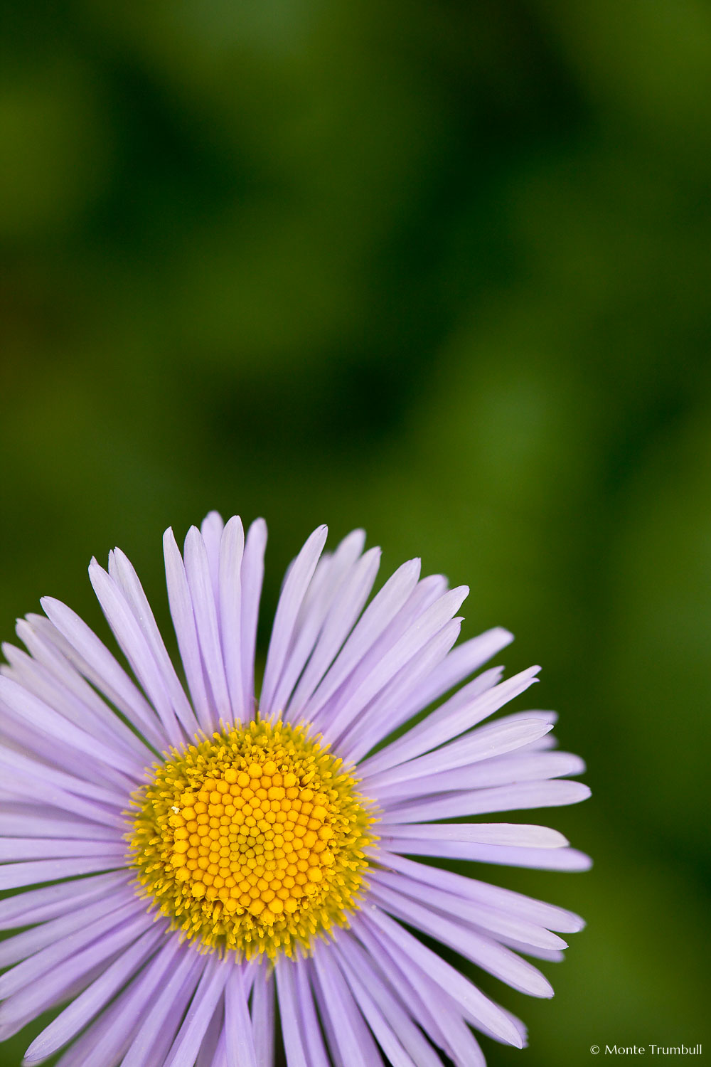 MT-20080716-093336-0036-Edit-Colorado-violet-aster.jpg