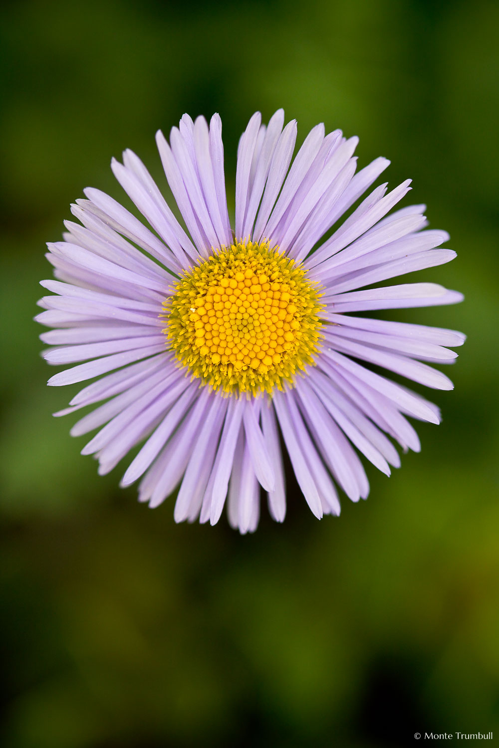 MT-20080716-093452-0038-Edit-Colorado-violet-aster.jpg