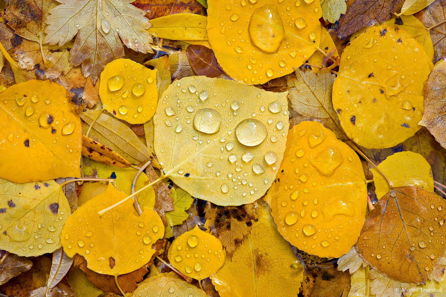 MT-20081005-150323-0126-Edit-Colorado-golden-aspen-leaves-water-drops.jpg