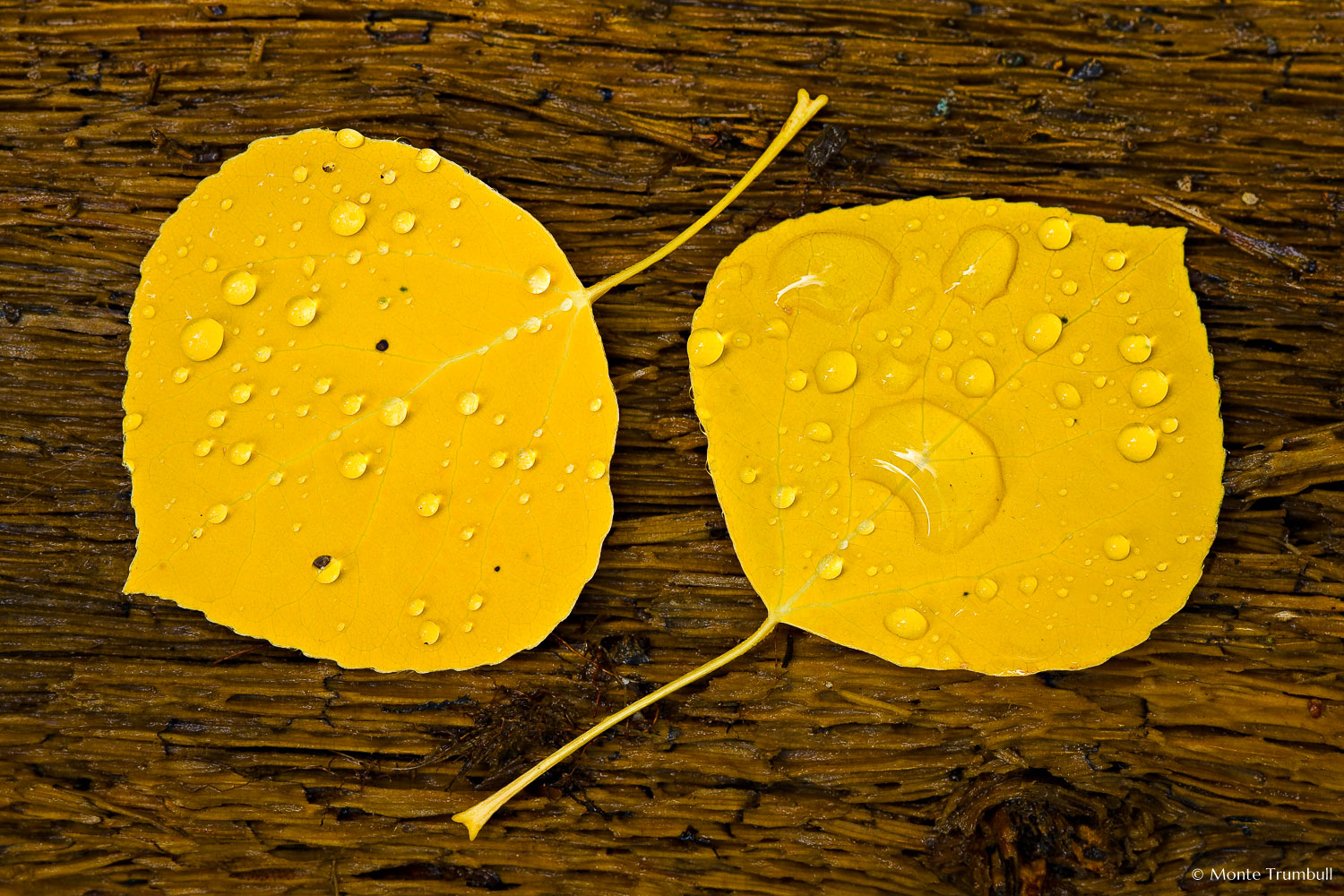 MT-20081005-150912-0130-Edit-Colorado-golden-aspen-leaves-bark-water-drops.jpg