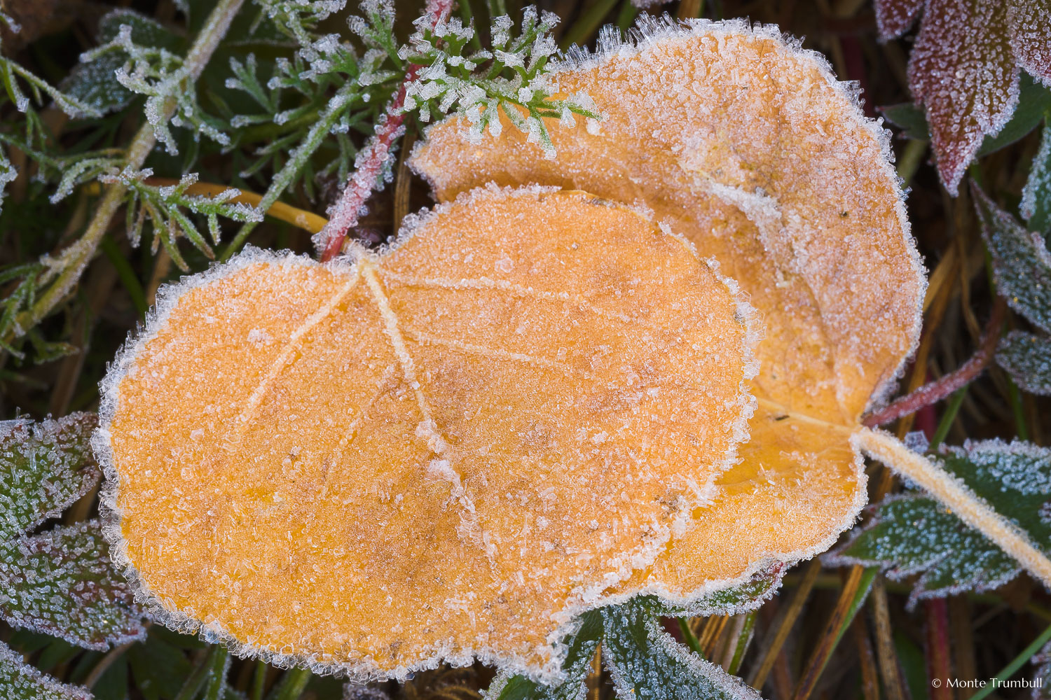 MT-20081008-105331-0068-Colorado-golden-aspen-leaves-frost.jpg