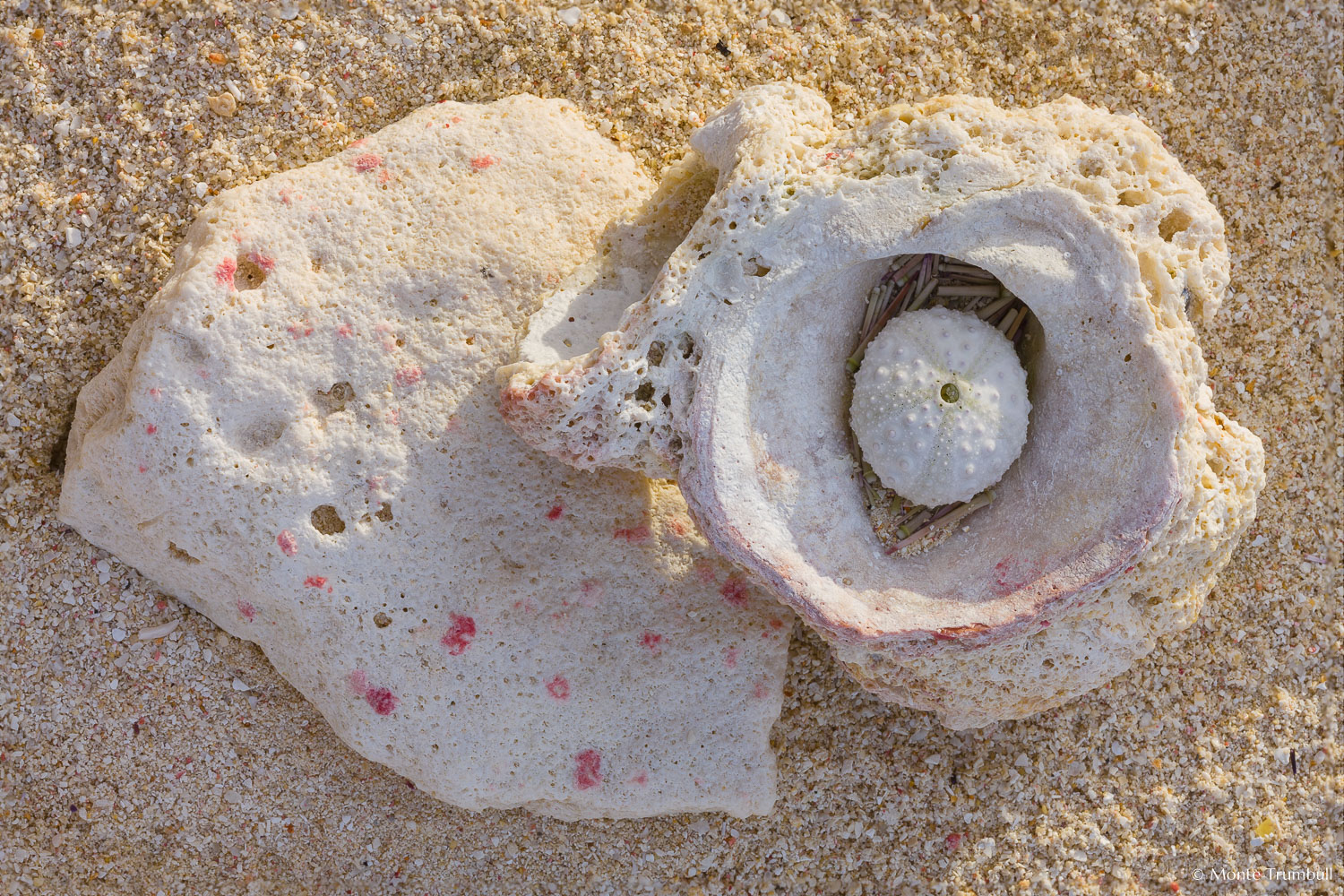 MT-20090204-073444-0051_Edit-Anguilla-sand-beach-coral-shell.jpg