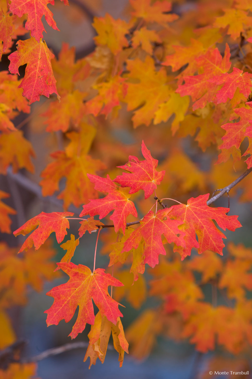 MT-20101102-101900-Utah-Zion-National-Park-maple-leaves.jpg