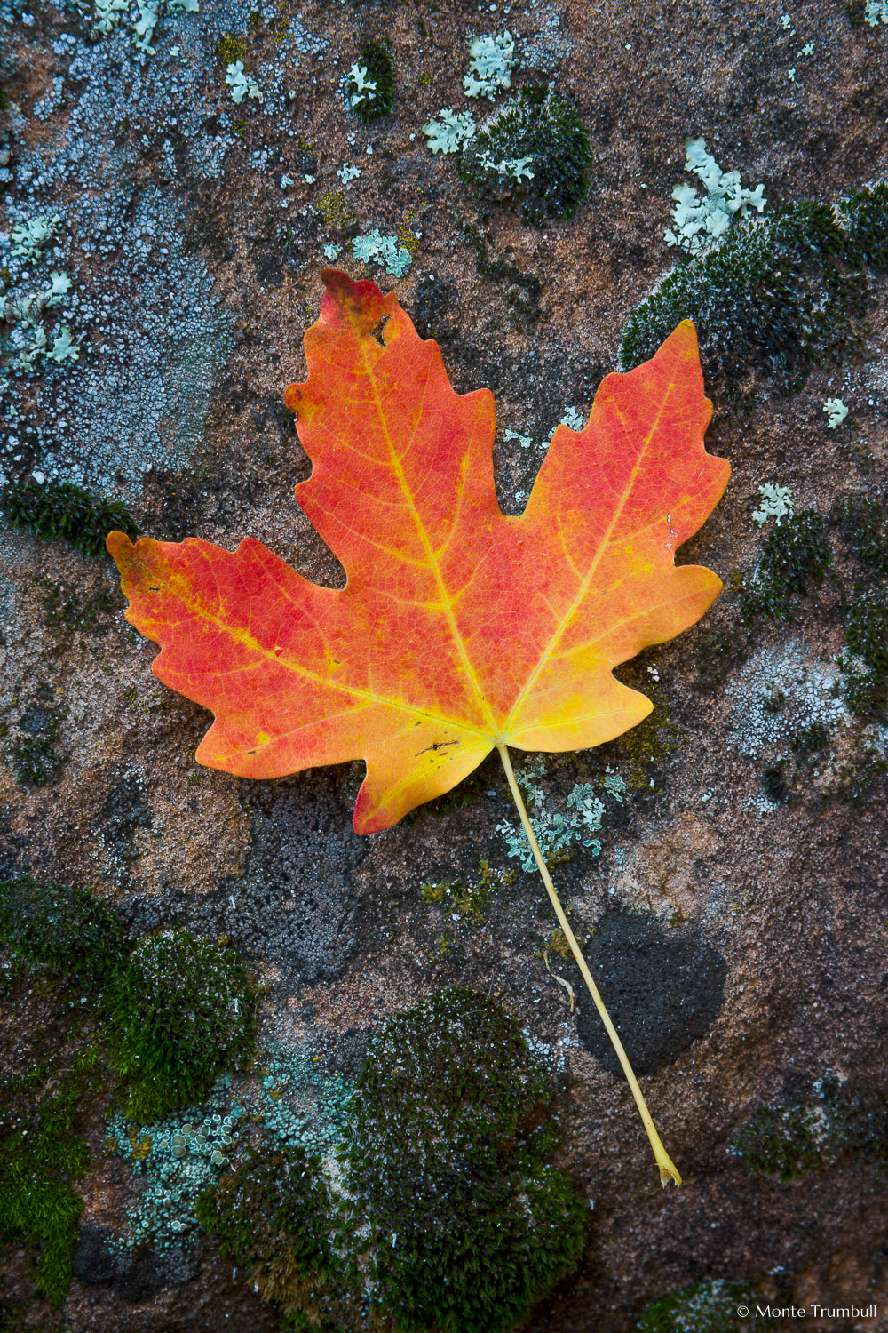 MT-20101105-100855-Utah-Zion-National-Park-maple-leaf-on-rock.jpg