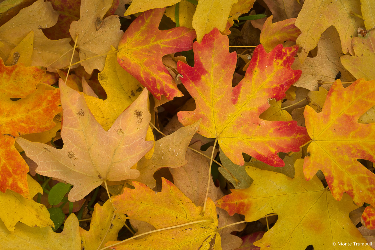 MT-20101105-153447-Utah-Zion-National-Park-maple-leaves-on-ground.jpg