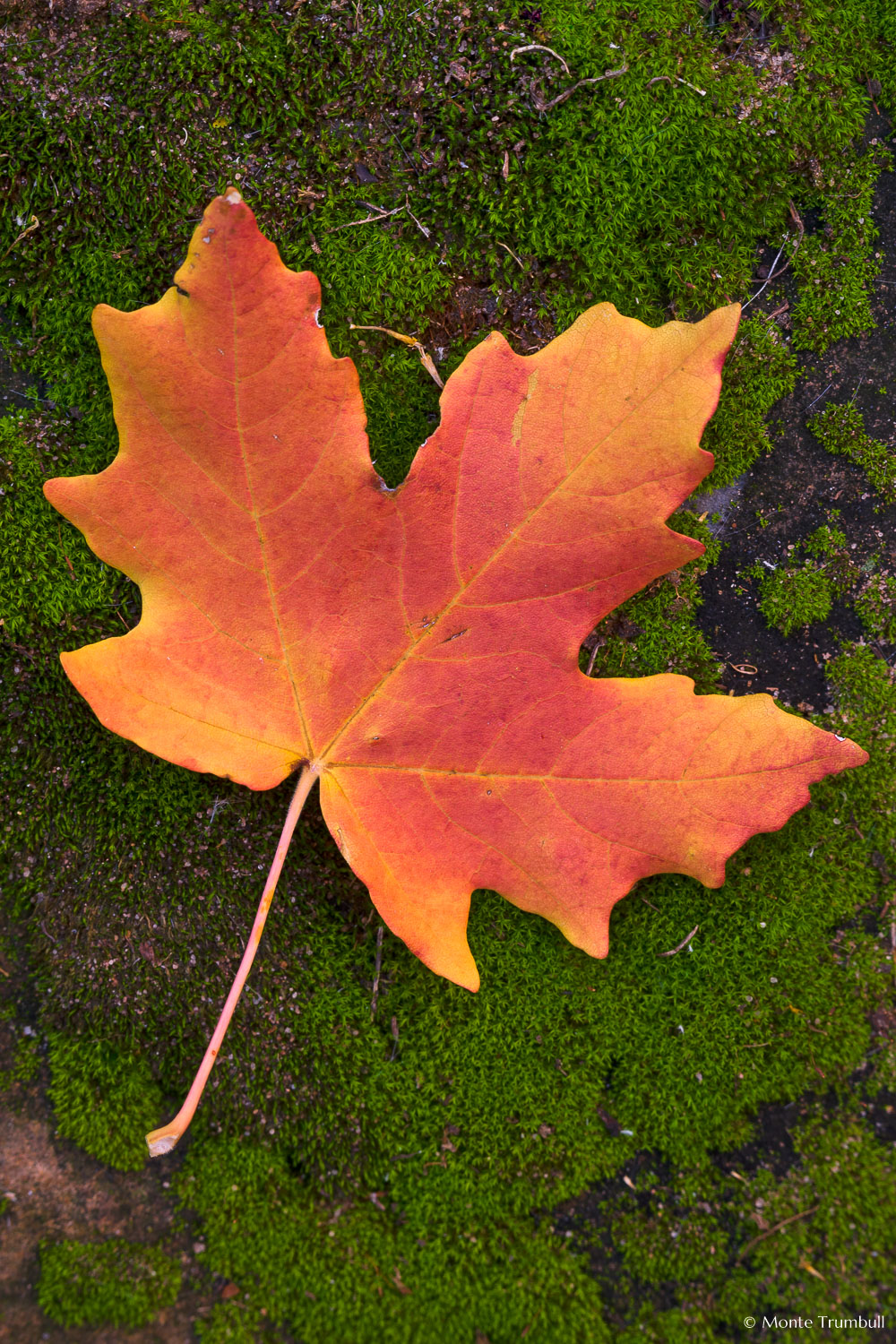 MT-20101106-103321-Utah-Zion-National-Park-red-maple-tree-leaf.jpg