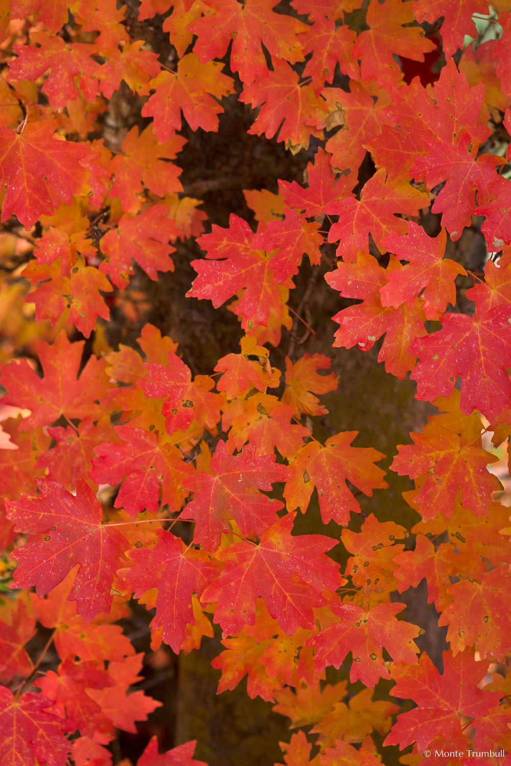 MT-20101106-155956-Utah-Zion-National-Park-red-maple-tree-leaves.jpg