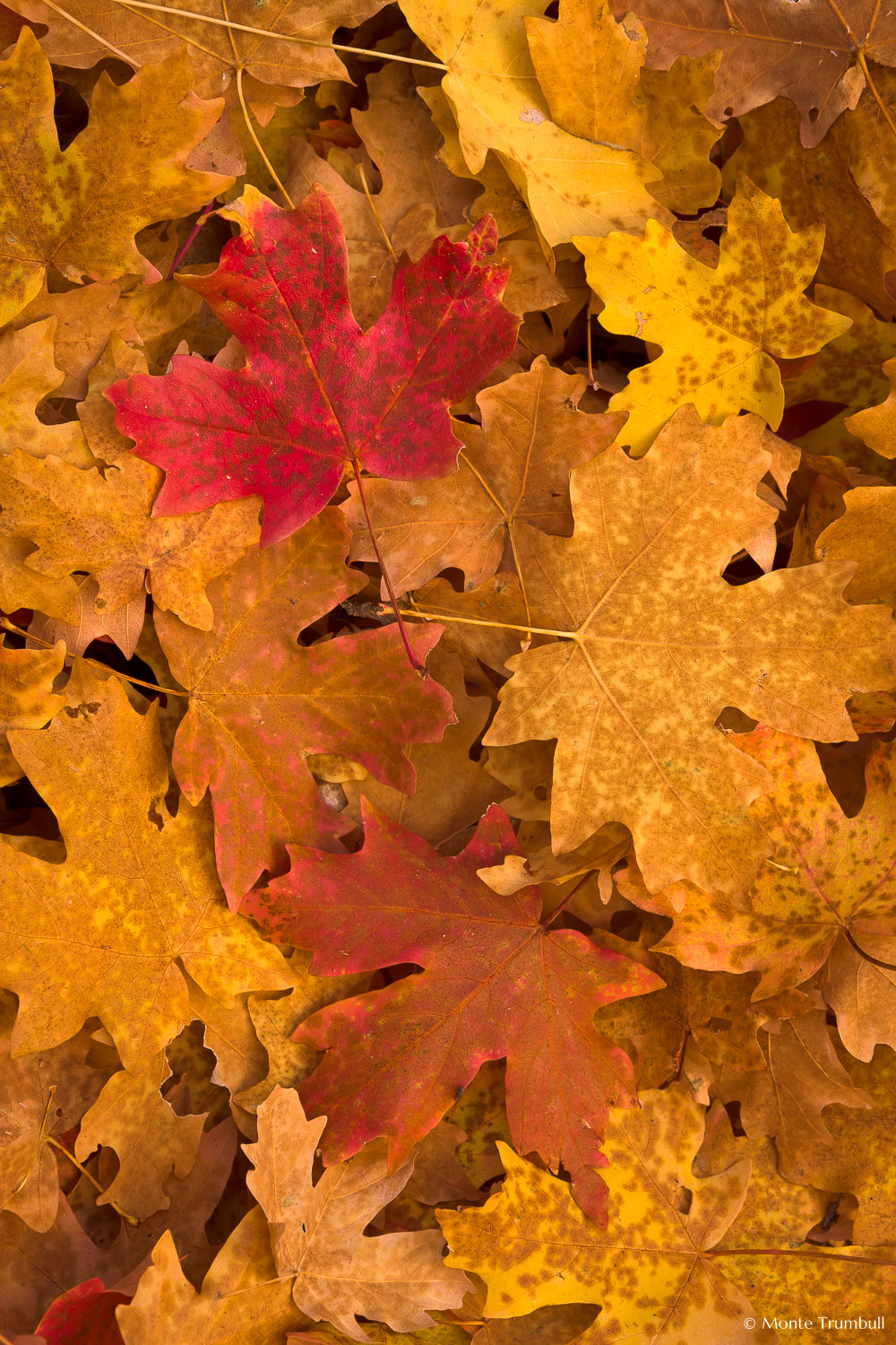 MT-20101107-121832-Utah-Spring-Creek-Canyon-fall-color-maple-leaves.jpg