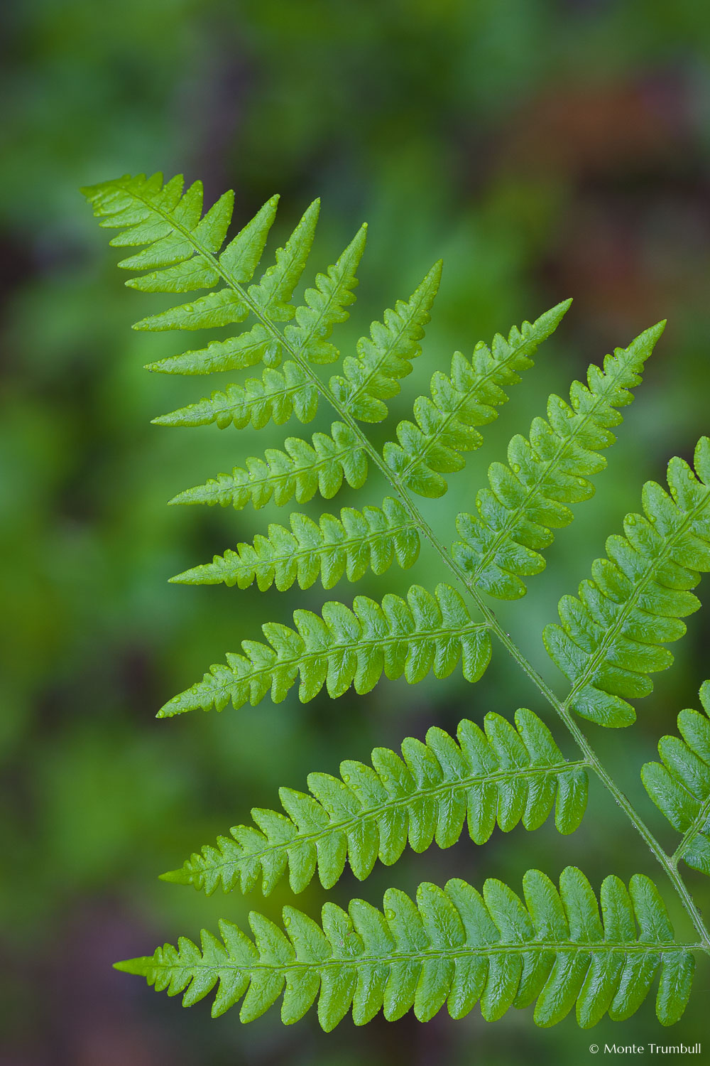 MT-20110612-160140-0015-Maine-Acadia-National-Park-fern-leaf.jpg