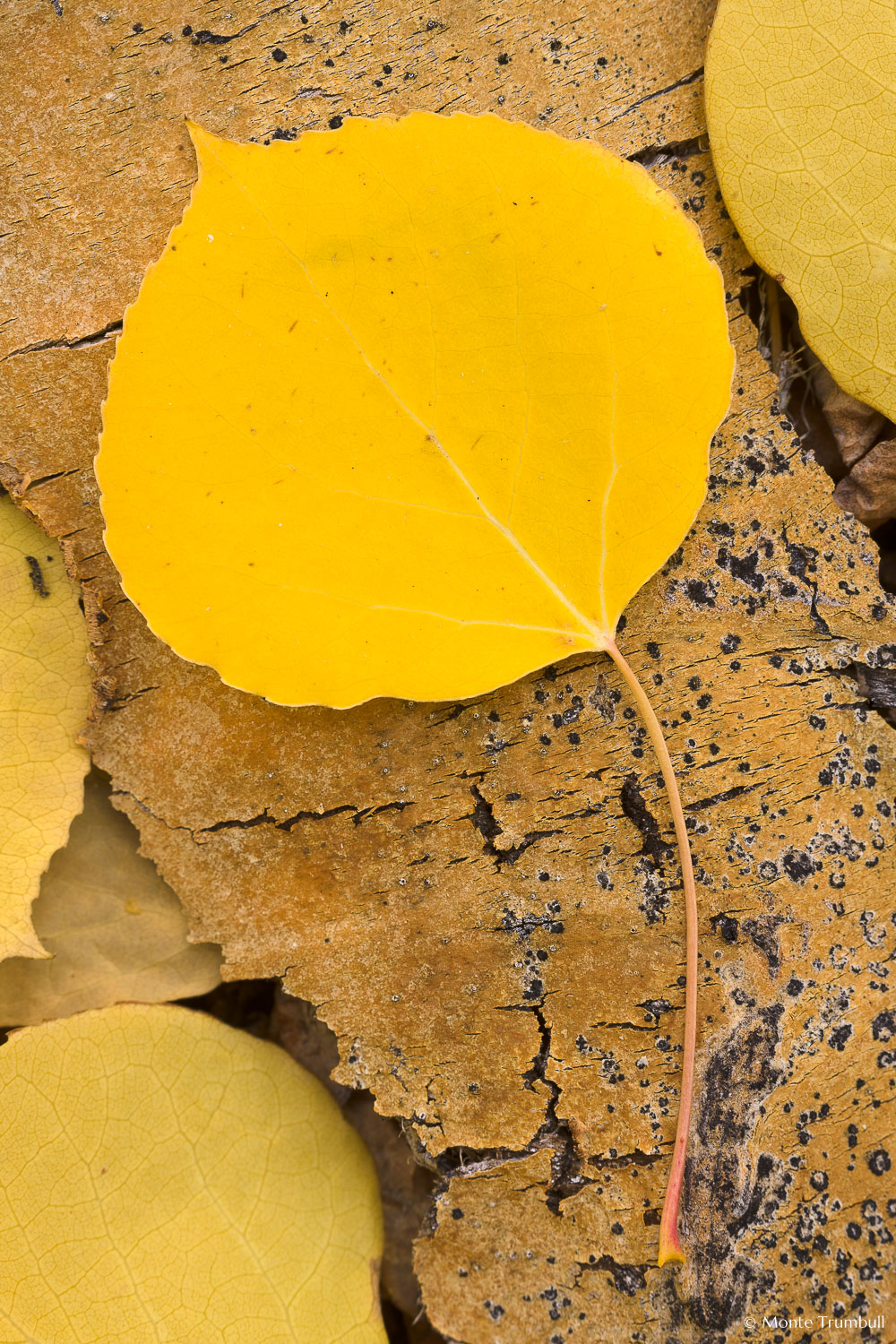 MT-20111004-140343-0060-Colorado-golden-aspen-leaves-aspen-bark.jpg