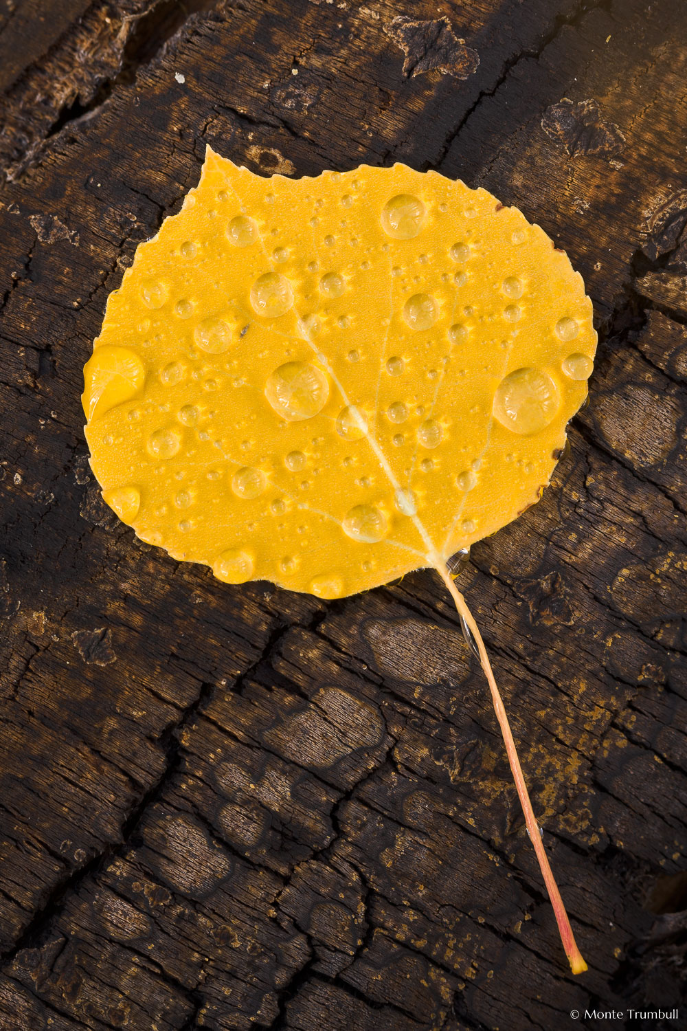 MT-20111005-100036-0077-Colorado-golden-aspen-leaf-bark-water-drops.jpg