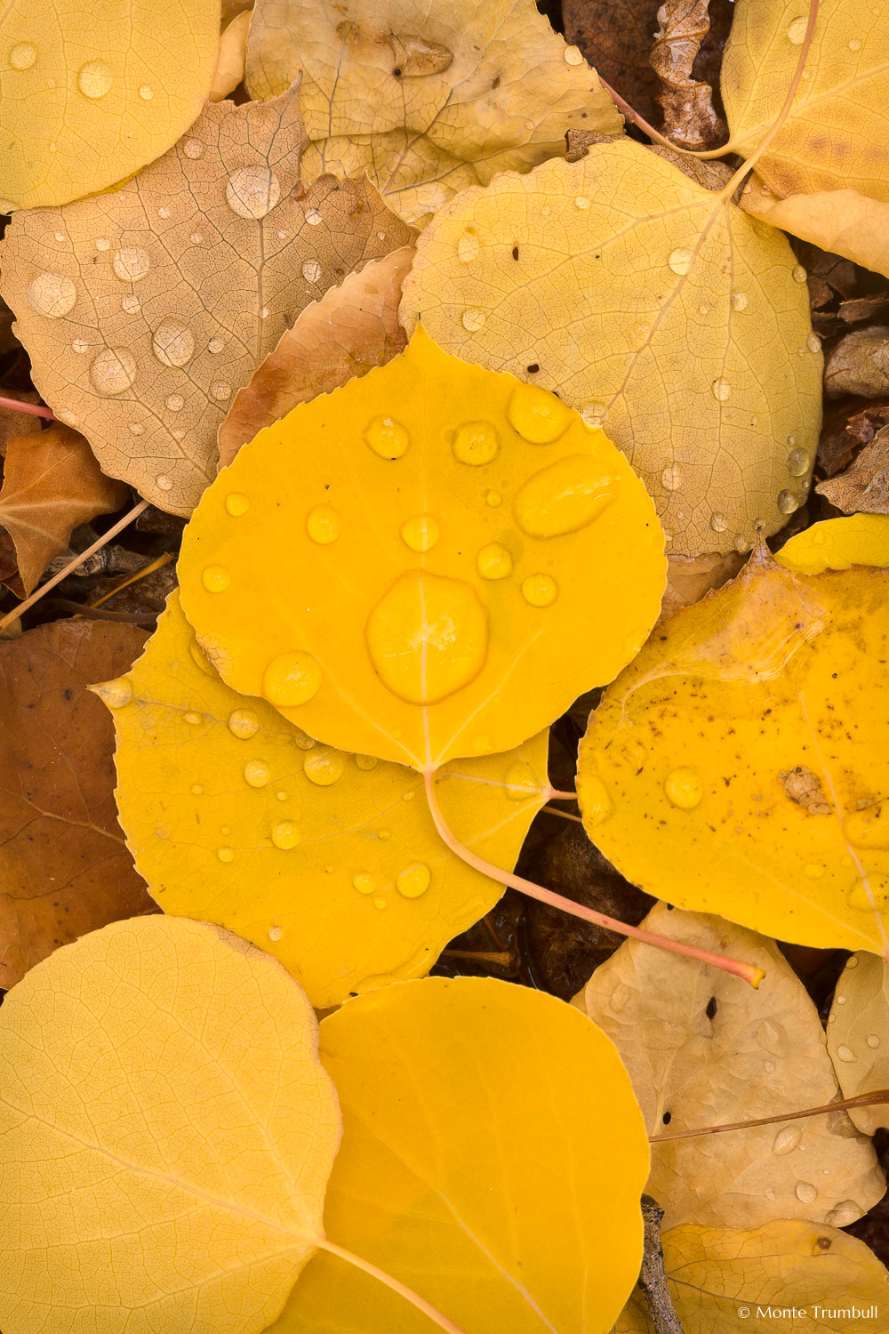 MT-20111005-122831-0101-Colorado-golden-aspen-leaves-water-drops.jpg