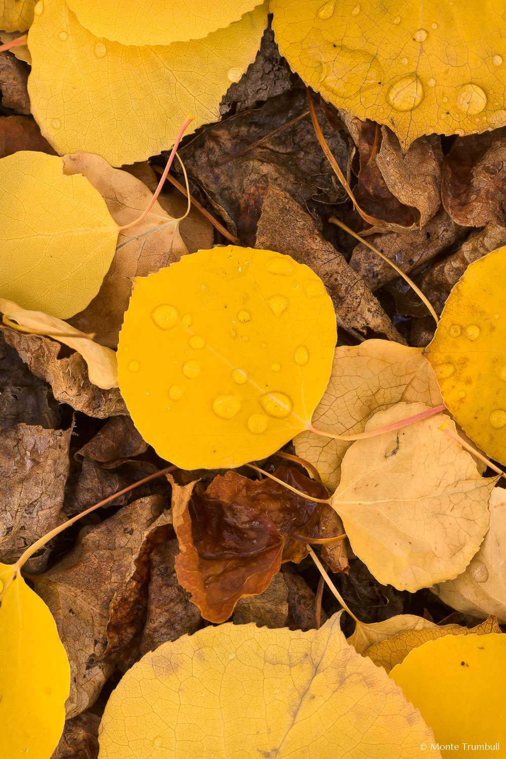 MT-20111005-123031-0102-Colorado-golden-aspen-leaves-water-drops.jpg