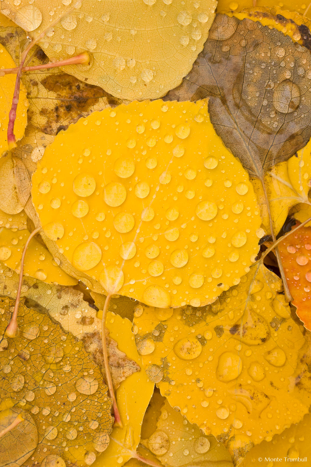 MT-20111006-080321-0002-Colorado-golden-aspen-leaves-water-drops.jpg