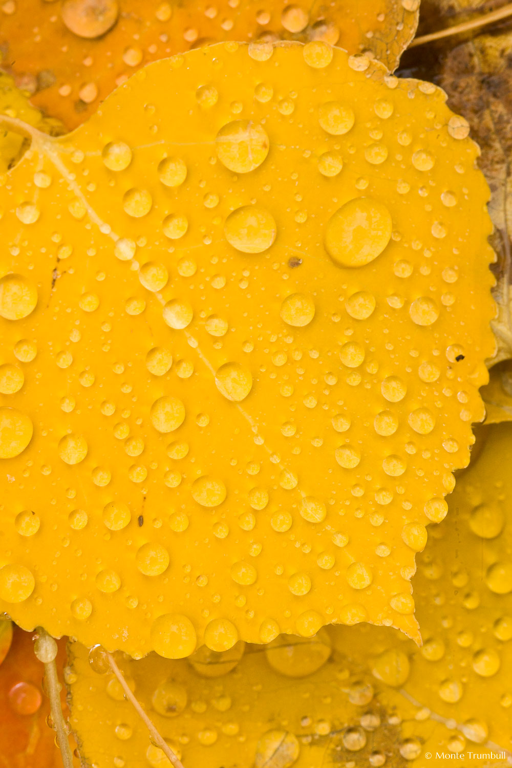 MT-20111006-080837-0003-Colorado-golden-aspen-leaves-water-drops.jpg