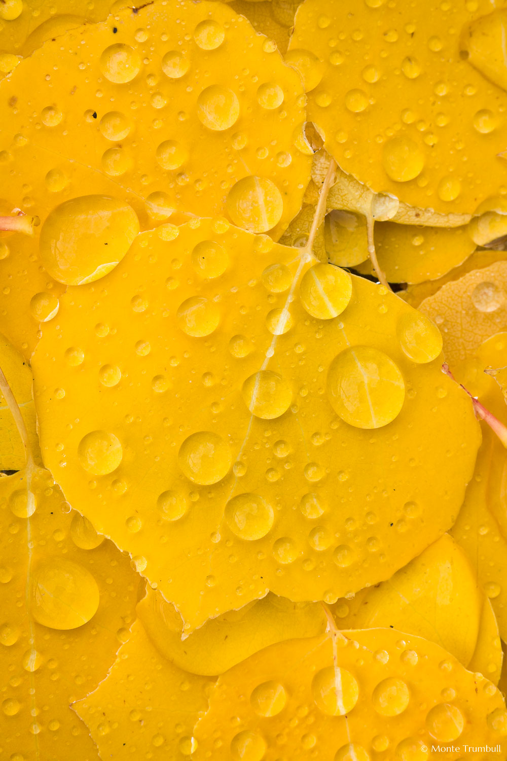 MT-20111006-101103-0019-Colorado-golden-aspen-leaves-water-drops.jpg