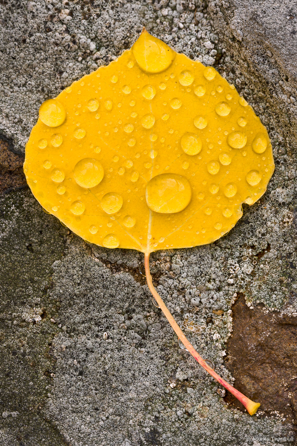 MT-20111006-101218-0001-Colorado-golden-aspen-leaf-lichen-water-drop.jpg