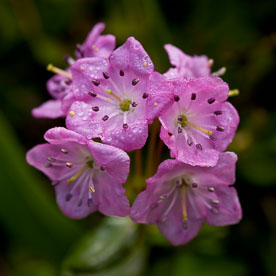 MT-20070627-091059-0080-Edit-Colorado-pink-alpine-wildflowers.jpg