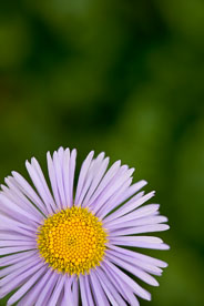 MT-20080716-093336-0036-Edit-Colorado-violet-aster.jpg