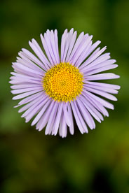 MT-20080716-093452-0038-Edit-Colorado-violet-aster.jpg