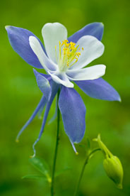 MT-20080716-141248-0096-Edit-Colorado-blue-columbine.jpg