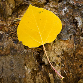 MT-20080928-101929-0008-Edit-Colorado-golden-aspen-leaf-bark.jpg