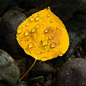 MT-20081005-144613-0119-Edit-Colorado-golden-aspen-leaf-rocks-water-drops.jpg