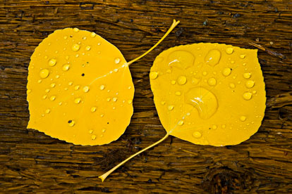 MT-20081005-150912-0130-Edit-Colorado-golden-aspen-leaves-bark-water-drops.jpg