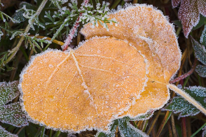 MT-20081008-105331-0068-Colorado-golden-aspen-leaves-frost.jpg