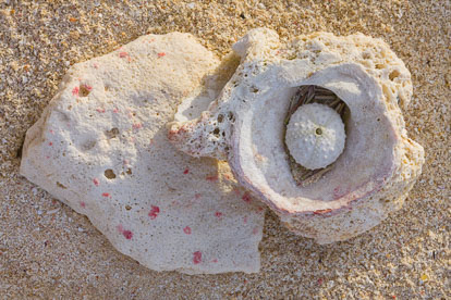 MT-20090204-073444-0051_Edit-Anguilla-sand-beach-coral-shell.jpg