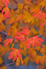 MT-20101102-101900-Utah-Zion-National-Park-maple-leaves.jpg
