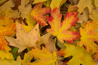 MT-20101105-153447-Utah-Zion-National-Park-maple-leaves-on-ground.jpg