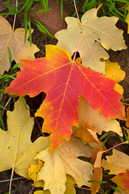 MT-20101106-102435-Utah-Zion-National-Park-red-maple-tree-leaf.jpg