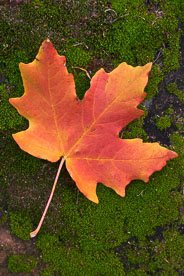MT-20101106-103321-Utah-Zion-National-Park-red-maple-tree-leaf.jpg