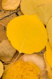 MT-20111004-135946-0059-Colorado-golden-aspen-leaves-aspen-bark.jpg