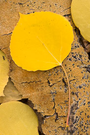 MT-20111004-140343-0060-Colorado-golden-aspen-leaves-aspen-bark.jpg