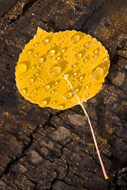 MT-20111005-100000-0074-Colorado-golden-aspen-leaf-bark-water-drops.jpg