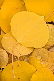 MT-20111005-123633-0104-Colorado-golden-aspen-leaves-water-drops.jpg