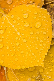 MT-20111006-080837-0003-Colorado-golden-aspen-leaves-water-drops.jpg
