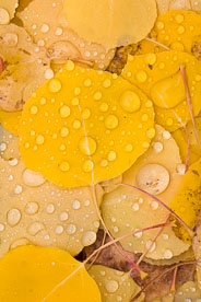 MT-20111006-095850-0015-Colorado-golden-aspen-leaves-water-drops.jpg
