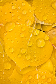 MT-20111006-101103-0019-Colorado-golden-aspen-leaves-water-drops.jpg