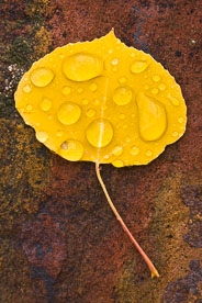 MT-20111006-101405-0001-Colorado-golden-aspen-leaf-red-rock-water-drops.jpg