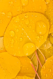 MT-20111006-102138-0023-Colorado-golden-aspen-leaves-water-drops.jpg
